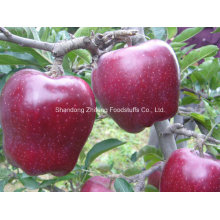 2016 New Crop Red Star Apple